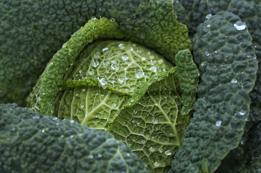 cabbage, kale, vegetables-4513641.jpg